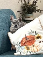 French Bulldog Puppies for sale in Rockwall, Texas. price: $1,000