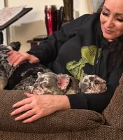 French Bulldog Puppies for sale in Stockton, California. price: $3,000