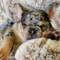 French Bulldog Puppies for sale in Salt Lake City, Utah. price: $5,000
