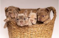 French Bulldog Puppies for sale in Cincinnati, Ohio. price: $30,000
