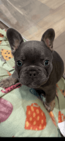 French Bulldog Puppies for sale in Palm Harbor, Florida. price: $4,000