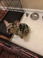 French Bulldog Puppies for sale in Woodbridge, Virginia. price: $3,500