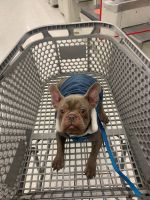 French Bulldog Puppies for sale in Baltimore, Maryland. price: $1,200
