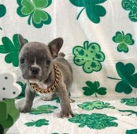French Bulldog Puppies for sale in Cheyenne, Wyoming. price: $500