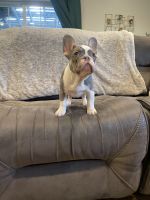 French Bulldog Puppies for sale in Riverside, California. price: $3,500