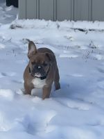 French Bulldog Puppies for sale in Revere, Massachusetts. price: $1,500