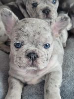 French Bulldog Puppies for sale in Huntsville, Alabama. price: NA