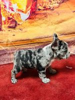 French Bulldog Puppies for sale in Mt Vernon, IL 62864, USA. price: $3,500
