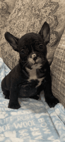 French Bulldog Puppies for sale in New Britain, CT, USA. price: $2,000