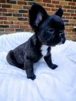 French Bulldog Puppies for sale in Livonia, Michigan. price: $3,000