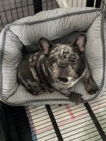 French Bulldog Puppies for sale in New York City, New York. price: $3,000
