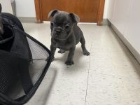 French Bulldog Puppies for sale in Powder Springs, Georgia. price: $2,000