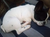 French Bulldog Puppies for sale in Bossley Park, New South Wales. price: $1,000