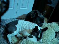 French Bulldog Puppies for sale in Port Neches, Texas. price: $5