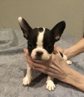 French Bulldog Puppies for sale in San Antonio, Texas. price: $150,000
