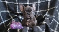 French Bulldog Puppies for sale in Inglewood, California. price: $1,200