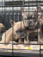 French Bulldog Puppies for sale in Torrance, CA, USA. price: $1,100