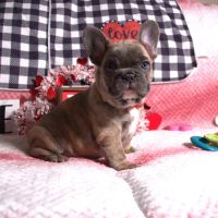 French Bulldog Puppies for sale in San Antonio, Texas. price: $2,500
