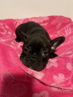 French Bulldog Puppies for sale in Cape Coral, Florida. price: $250,000