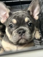 French Bulldog Puppies for sale in Louisville, Kentucky. price: $2,000