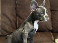 French Bulldog Puppies for sale in Wentzville, MO 63385, USA. price: $1,800
