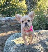 French Bulldog Puppies for sale in San Diego, California. price: $1,900