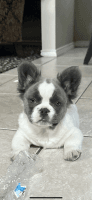 French Bulldog Puppies for sale in Odessa, Texas. price: $8,000