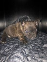 French Bulldog Puppies for sale in Falkner, Mississippi. price: $1,000
