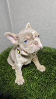 French Bulldog Puppies for sale in San Francisco, California. price: $2,000
