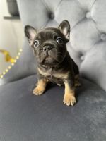 French Bulldog Puppies for sale in State College, Pennsylvania. price: NA