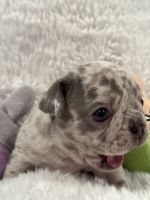 French Bulldog Puppies for sale in Coeur D' Alene, Idaho. price: $2,500