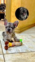 French Bulldog Puppies for sale in Cleburne, Texas. price: $5,000
