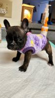 French Bulldog Puppies for sale in Kissimmee, Florida. price: NA