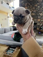 French Bulldog Puppies for sale in Tulsa, Oklahoma. price: $950