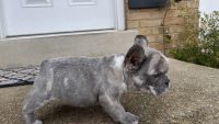 French Bulldog Puppies for sale in Woodbridge, Virginia. price: $4,000
