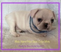 French Bulldog Puppies for sale in Fort Plain, NY, USA. price: $3,850