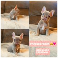 French Bulldog Puppies for sale in Bakersfield, California. price: $3,000
