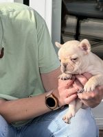 French Bulldog Puppies for sale in Tulsa, Oklahoma. price: $950