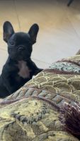 French Bulldog Puppies for sale in Scottsdale, AZ 85259, USA. price: $3,500