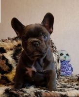 French Bulldog Puppies for sale in Brisbane, Queensland. price: $1,800