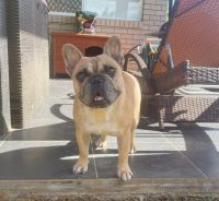French Bulldog Puppies for sale in Brisbane, Queensland. price: $1,700