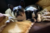 French Bulldog Puppies for sale in Salem, Oregon. price: $1,500