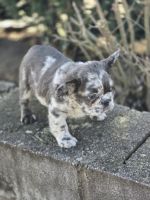 French Bulldog Puppies for sale in Cleveland, Ohio. price: $4,500