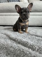 French Bulldog Puppies for sale in Cooper City, Florida. price: $3,500