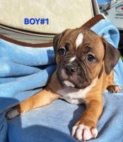 French Bulldog Puppies for sale in Mt. Olive, North Carolina. price: NA