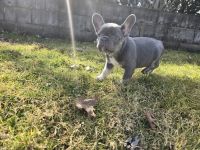 French Bulldog Puppies for sale in Cleveland, Ohio. price: $3,500