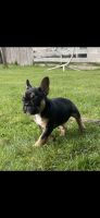 French Bulldog Puppies for sale in Albany, NY, USA. price: $2,000