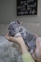 French Bulldog Puppies for sale in Kissimmee, FL, USA. price: $3,700