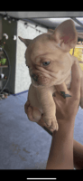 French Bulldog Puppies for sale in Orlando, FL, USA. price: $1,500