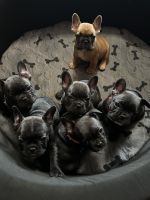 French Bulldog Puppies for sale in Ellenwood, Georgia. price: $3,000